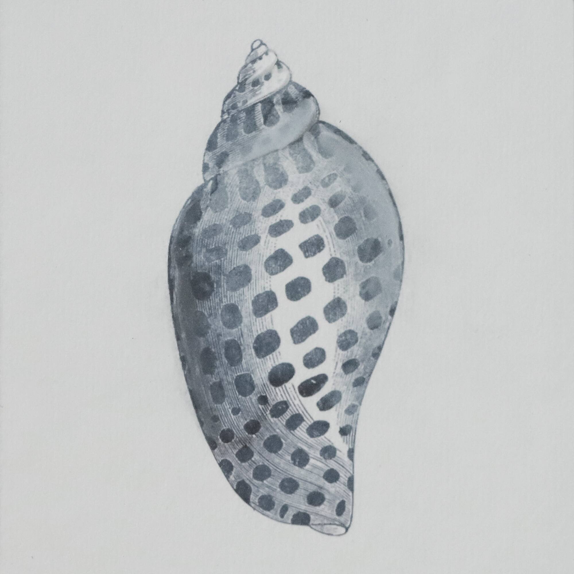11" x 14" Blue Spotted Shell Art Wall Décor by Ashland®